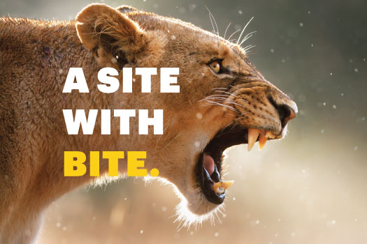 A Site With Bite - Pembrokeshire Web Design Powerful Online